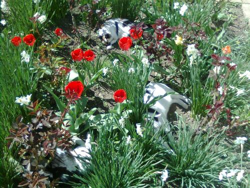 Sutzu, Lutzu and Mitza in the flowers - Camouflaged or just enjoying nature ? It's up to you to answer but this still is a great picture :)