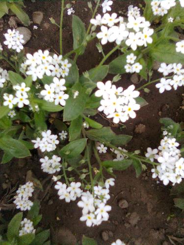 Little white flowers - Here is another kind of spring flowers that can be encountered in Romania.