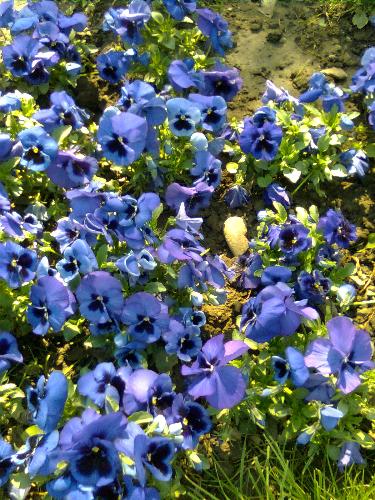 Blue Crocus flowers - bunch of blue crocus flowers from Bucharest, Romania.