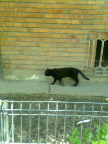 Stray Black Cat - here is another stray, black cat. I just hope she doesn't get much trouble from superstitious people out there.