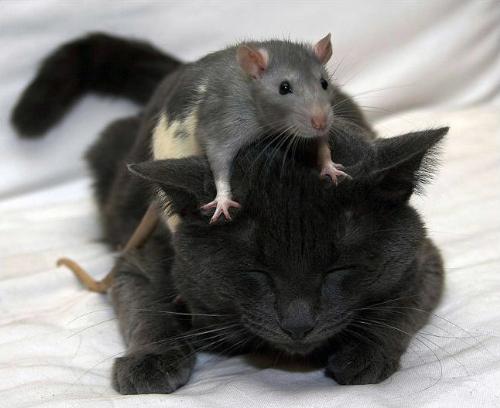 The Best Of Friends - Talk about the odd couple.