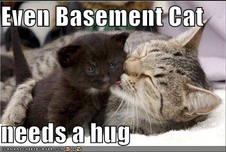 Everyone Needs A Hug - Even basement cat!