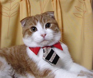 Cat Suit - A cat wearing a little tie.
