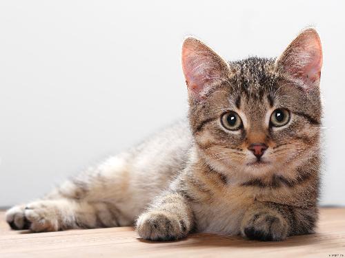 Kitten - A picture of a kitten.