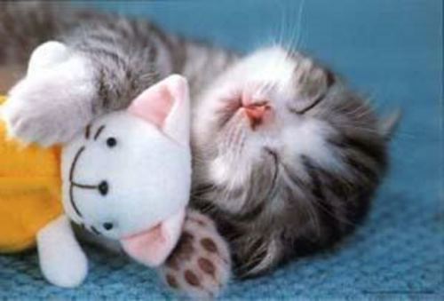 Sleepy Kitten - A kitten sleeping with its paw around a stuffed animal.