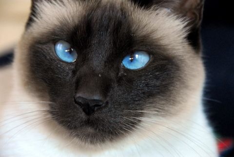 Bright Cat Eyes - A cat with bright blue eyes.
