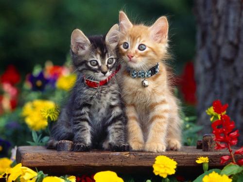cute cats - this is a pic of cute kittens..