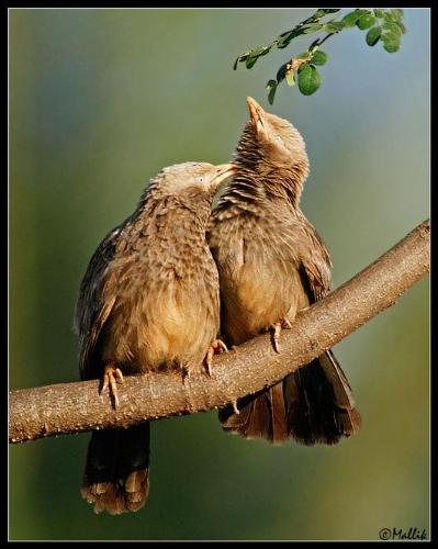 wildlife wildlife - wildlife