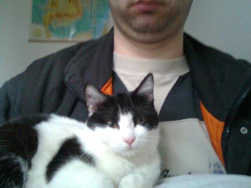 Daisy stuck on me, on the table PC - I don't know what was with her, but she climbed on the table and just collapsed on my chest and was almost asleep - the camera woke her up.