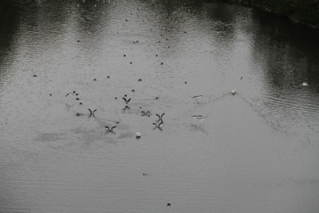 Bird pond - Birds on a pond
