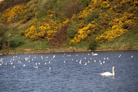 Swan and gorse - Swan and yellow gorse