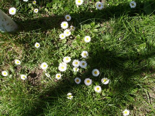 European Daisies - Here are a couple of European Daisies i photographed this Easter