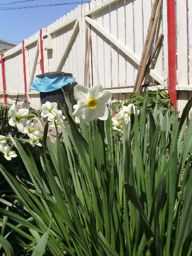 White narcissus flowers - Sorry for the garbage bin behind, i noticed it after i took the picture