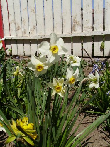 Spring flowers - White narcissus, yellow narcissus, and some violet flowers for your delight.