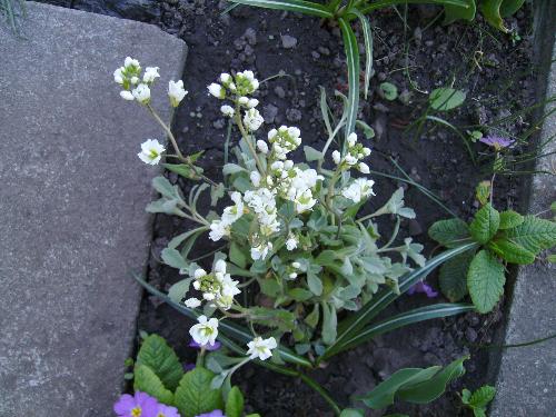 White little flowers - and some violet ones as well.