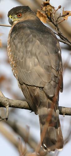 Hawk - A Cooper's Hawk. They are common all through the US and Mexico.