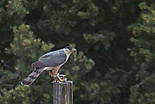 Cooper's Hawk - Cooper's Hawks like to kill other birds and eat them like in this photo.