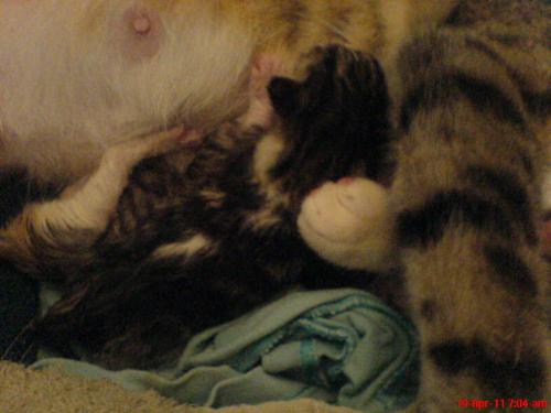 The babies - These are the babies