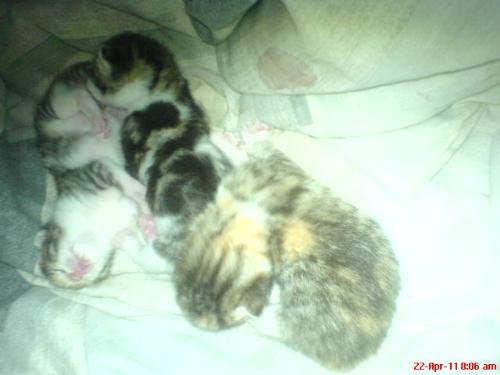 babies - cute babies
