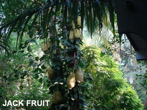 Unseasonal yield - Jack Fruit - Due to unseasonal weather fruit trees are behaving oddly