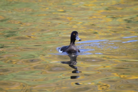 Duck - Swimming duck