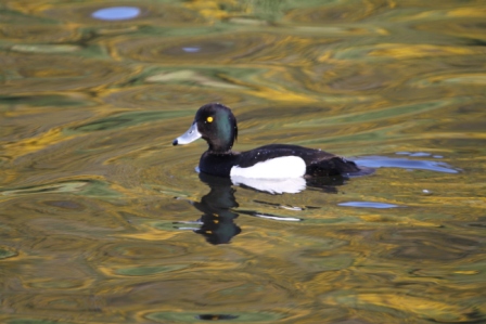 Black and white duck - Swimming duck in Edinburgh