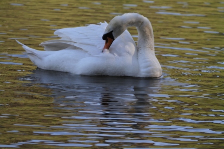 Swan - Swan grooming
