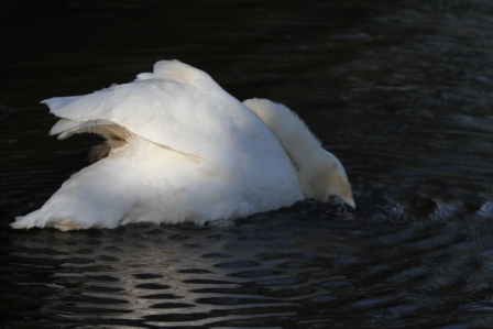 Swan eating - Swan eating in a pond