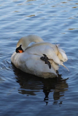 Swan stretching - Swan stretching and swimming