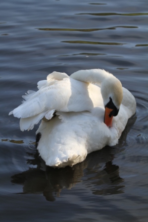 Swan grooming - Swan grooming in a pond