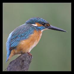 kingfisher - Small blue kingfisher