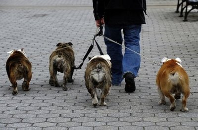 The butts have it! - Bulldogs being taken for a walk by a dog walker!