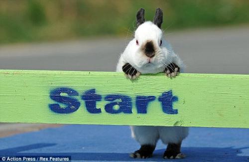 Rabbit Dressage - Rabbit dressage, a fad?