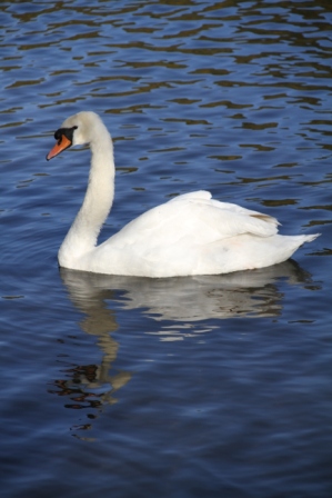 Swan - White swan on blue water