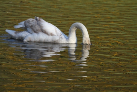 Eating swan - Swan feeding under water