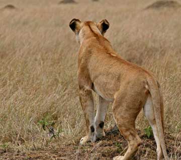 Lioness - A Lioness on a hunt. The females do must of the hunting for their Pride.