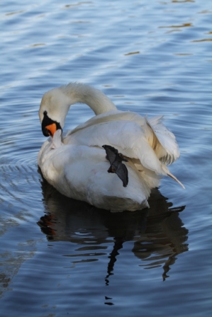 Swan grooming - Swan grooming itself