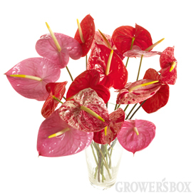 Anthurium - flower