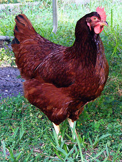 Rhode Island Red - A American breed of chicken.
