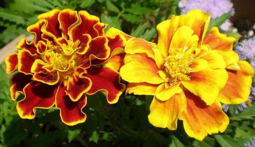 Marigolds are known to repel fleas - You can plant marigolds in your back yard, they are resistant and they smell nice.