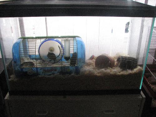 Happy as clams - The gerbils with their tank.