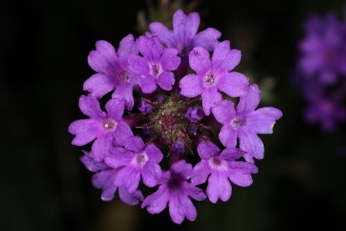 Purple Flower - Macro picture of a purple flower captured with a Canon Mark 5D II and a Canon MP-E 65mm lens.