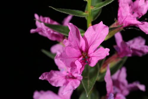 purple flower - Purple macro flower