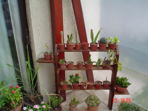 A wooden shelf with small cacti - I made a wooden shelf for some of the smaller cacti.