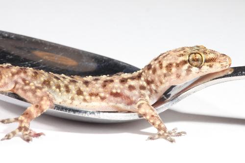 Gecko on a spoon - Gecko on a spoon captured with a Sigma 180mm lens.