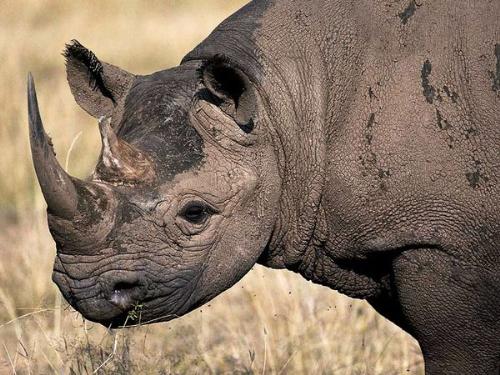 Black Rhino - The Black Rhino,which lives in Africa,is very endangered becuase it is poached for its horns! So sad.