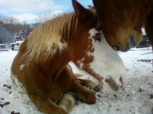 Savana and Cheyenne - Savana,the Paint,was resting. Her pasture buddy Cheyenne decided to check on her! So cute!