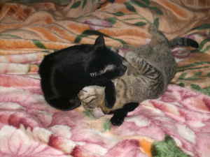 true love - My oldest cat and my youngest cat having a moment of togetherness.