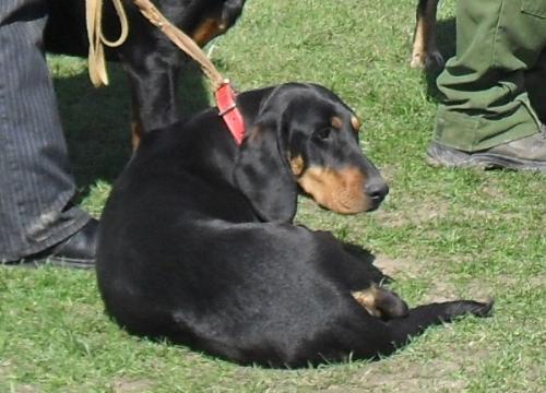 Transylvanian Hound - Waiting to enter the show ring at CAC Brasov 2011