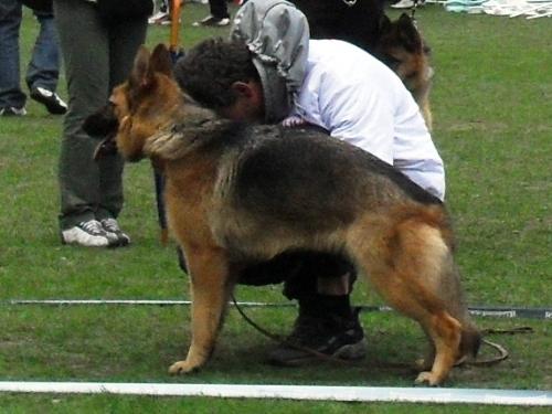 German Shepherd - In the show ring, at CAC Brasov 2011